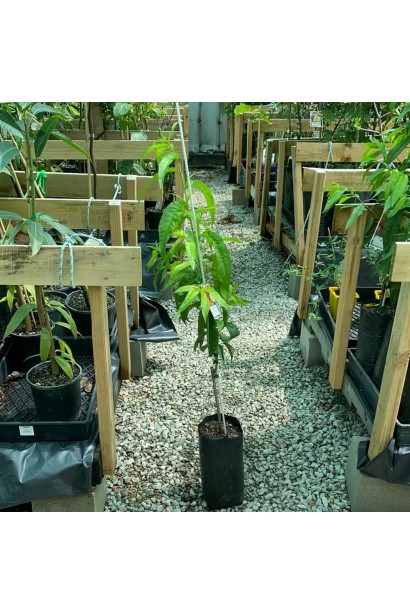 Нектарин Алітоп - саджанець в контейнері Р9